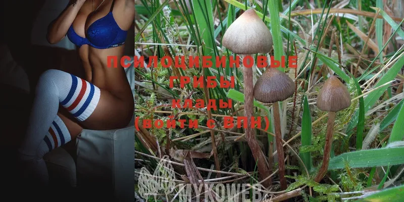 Псилоцибиновые грибы Magic Shrooms  купить  цена  Заполярный 